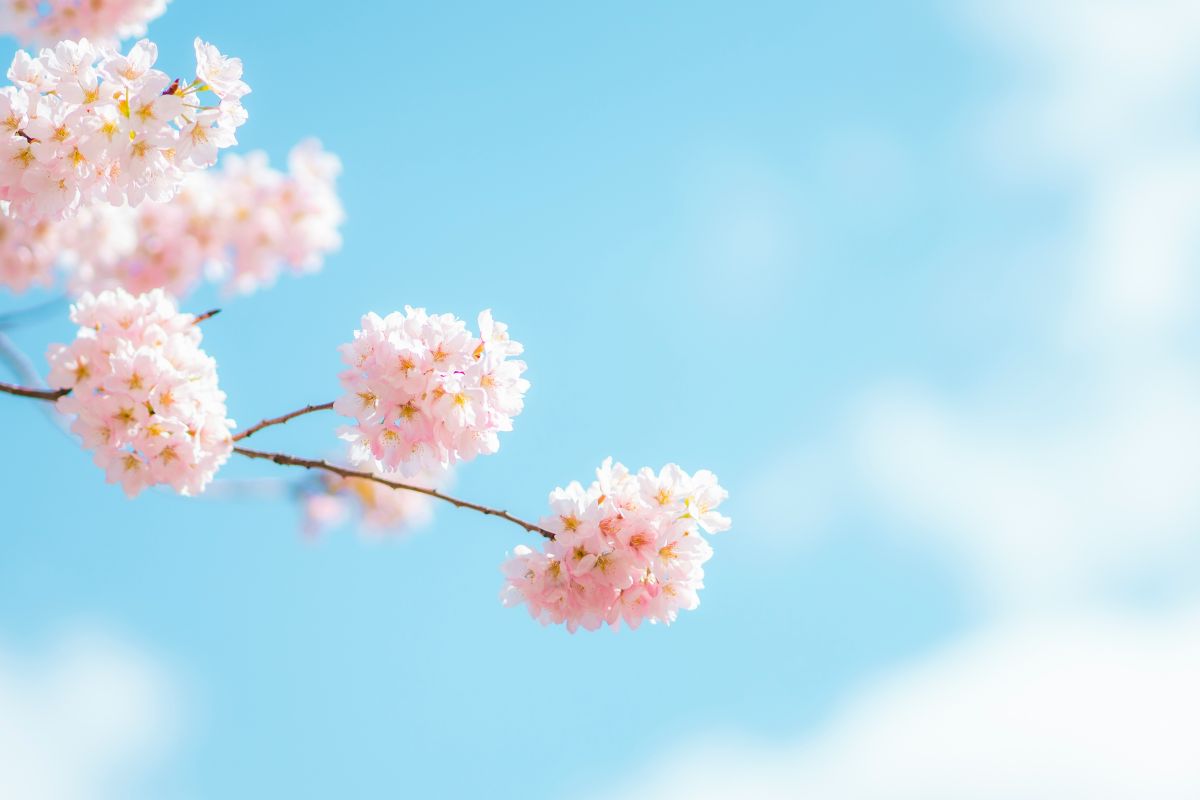 Blossom